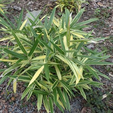 Sasaella masamuneana Albostriata