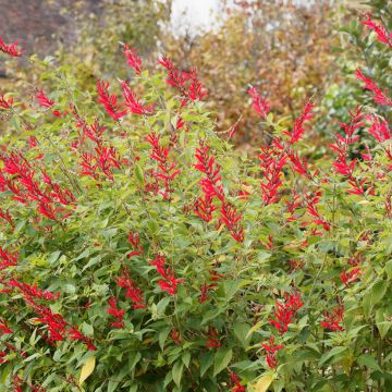 Salvia elegans Ananas - Salvia ananas