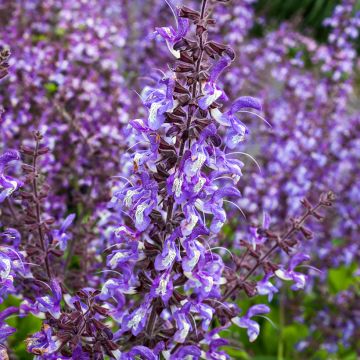 Salvia forsskaolei