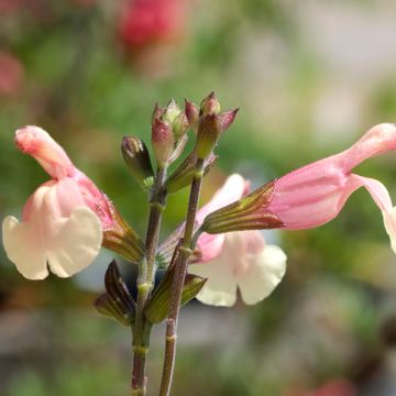 Salvia jamensis Sierra San Antonio - Salvia arbustiva