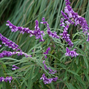 Salvia leucantha - Salvia a fiori bianchi