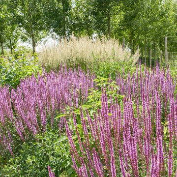 Salvia nemorosa Amethyst