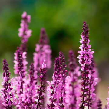 Salvia nemorosa Caradonna Pink