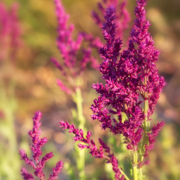 Salvia nemorosa Schwellenburg