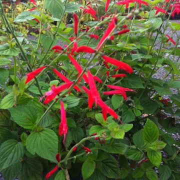 Salvia elegans Tangerine - Salvia ananas