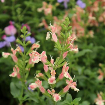 Salvia jamensis Belle de Loire - Salvia arbustiva