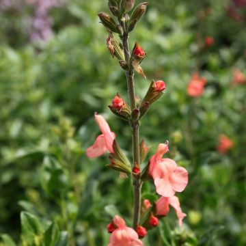 Salvia jamensis California Sunset - Salvia arbustiva