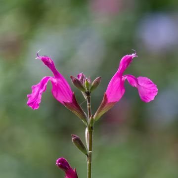 Salvia microphylla Cerro Potosi - Salvia arbustiva