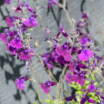 Salvia microphylla Nachtvlinder - Salvia arbustiva