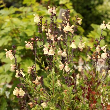 Salvia greggii Mirage Cream