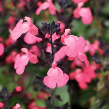 Salvia greggii Mirage Salmon