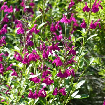 Salvia jamensis Raspberry Royal - Salvia arbustiva