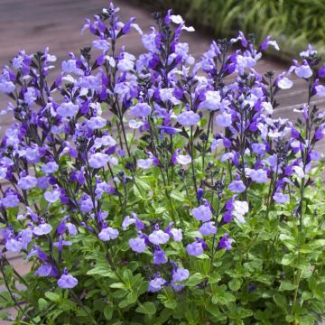 Salvia microphylla So Cool Pale Blue - Salvia arbustiva