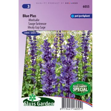 Salvia farinacea Blue Plus