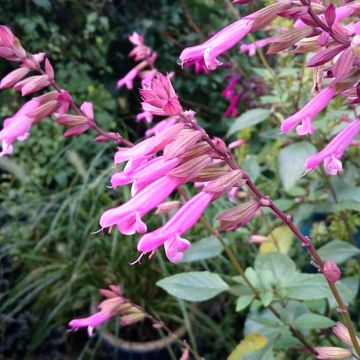 Salvia Kisses and Wishes - Salvia arbustiva