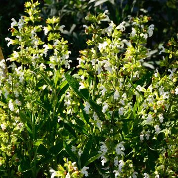 Salvia officinalis Albiflora - Salvia comune