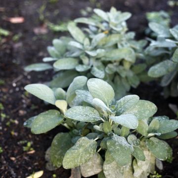 Salvia officinalis Berggarten - Salvia comune