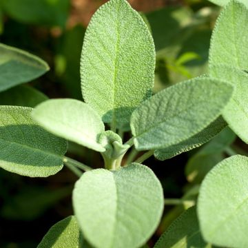 Salvia officinalis B - Salvia comune