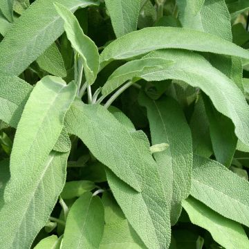 Salvia officinalis Elephant Ear - Salvia comune