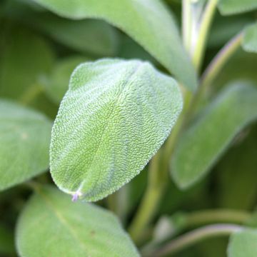 Salvia officinalis Grower's Friend - Salvia comune