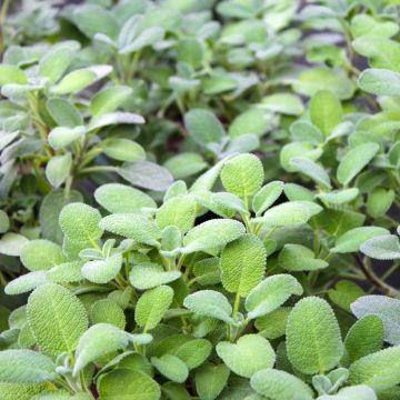 Salvia officinalis Maxima - Salvia comune