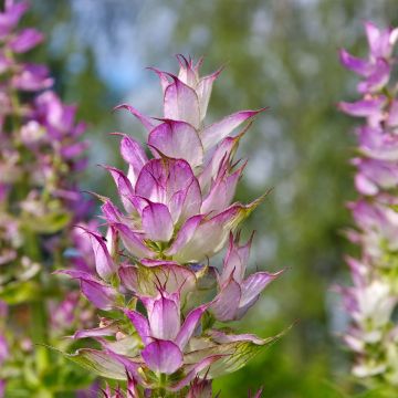 Salvia sclarea - Salvia moscatella