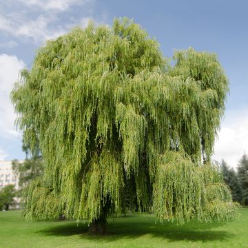 Salix alba Tristis - Salice bianco