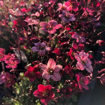 Saxifraga arendsii Purpurteppich - Sassifraga