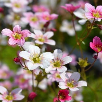 Saxifraga arendsii Ware's Crimson - Sassifraga