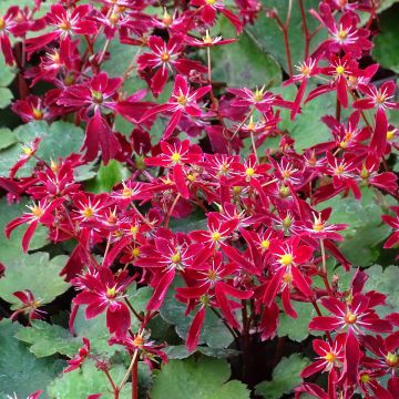 Saxifraga fortunei Beni Tsukasa - Sassifraga