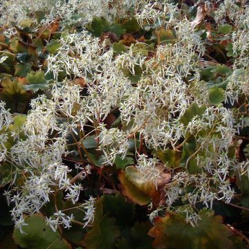 Saxifraga fortunei Wada - Sassifraga