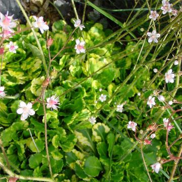 Saxifraga umbrosa Variegata - Sassifraga