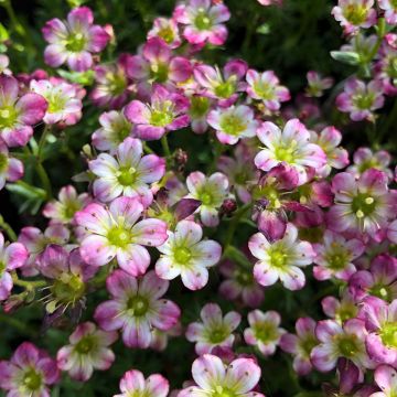 Saxifraga arendsii Pixie - Sassifraga