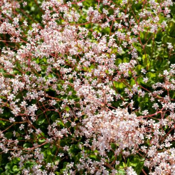 Saxifraga urbium - Sassifraga