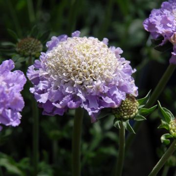 Scabiosa columbaria Butterfly Blue - Vedovina selvatica