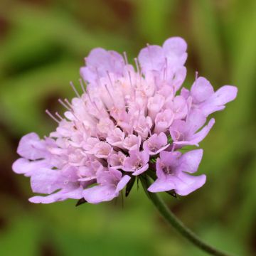 Scabiosa columbaria var. nana Pincushion Pink - Vedovina selvatica