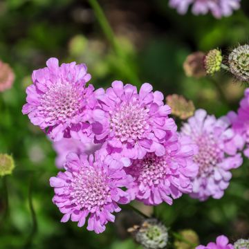 Scabiosa columbaria Pink Mist - Vedovina selvatica