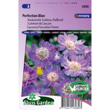 Scabiosa caucasica Perfection Blue