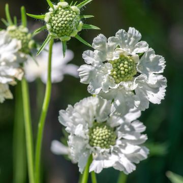 Scabiosa caucasica Alba