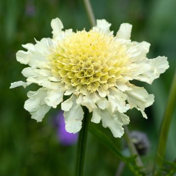 Scabiosa ochroleuca - Vedovina gialla