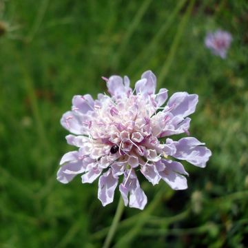 Scabiosa canescens - Vedovina canescente