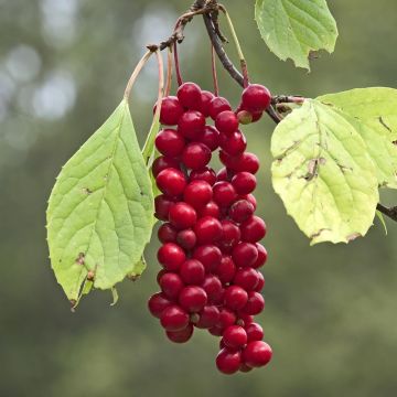 Schisandra chinensis Sadova N°1 - Bacca dei cinque sapori