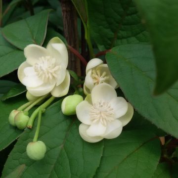 Schisandra grandiflora - Bacca dei 5 sapori