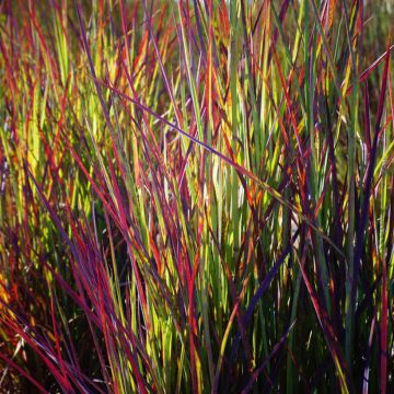 Schizachyrium scoparium Twilight Zone