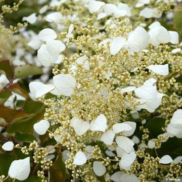 Schizophragma hydrangeoides Snow Sensation