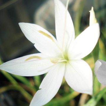 Schizostylis coccinea Alba