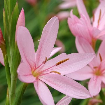 Schizostylis coccinea Mrs Hegarty