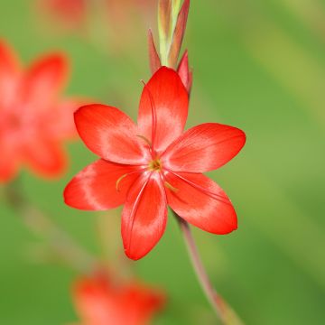 Schizostylis coccinea Major