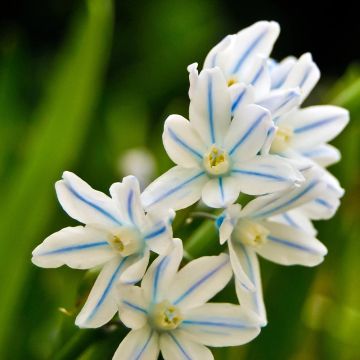 Scilla mischtschenkoana Tubergeniana