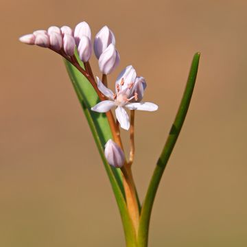 Scilla bifolia Rosea - Scilla silvestre